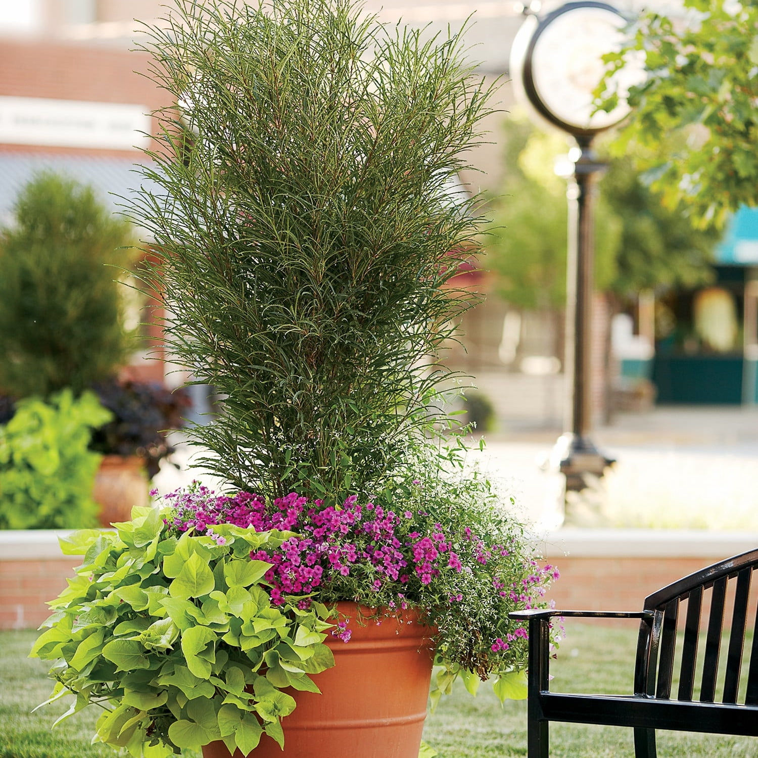 Proven Winners ColorChoice 5" Fine Line Buckthorn Live Plant in 4.5" Pot (4 Count)