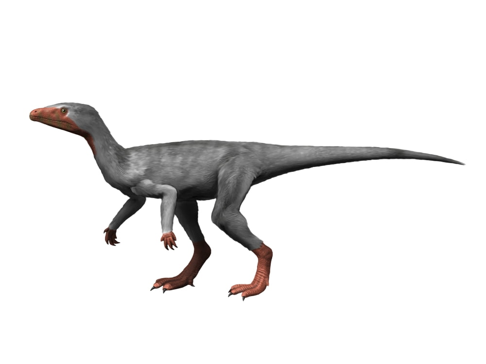 eoraptor fossil