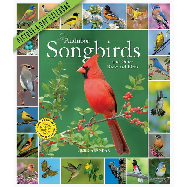 Audubon Songbirds and Other Backyard Birds PictureADay Wall Calendar