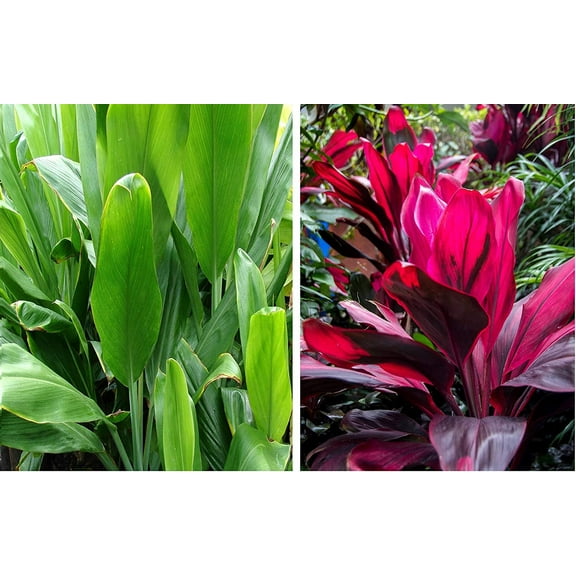 Hawaiian Live Ti Leaf Plant Cuttings 1 Pk -  1 Red 1 Green Full and Shade