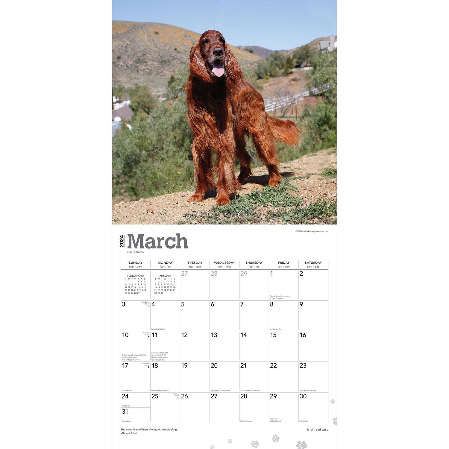 BrownTrout Irish Setters 2024 12x24 Inch Square Wall Calendar, 9781975467920