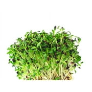 Certified Organic Alfalfa Sprouting Seed  4 Oz - OrOlam Brand - High Sprout Germination- Edible Seeds, Gardening, Hydroponics, Growing Salad Sprouts, Planting, Food Storage & More