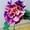 A, variant on Desert Rose, Low Maintenance - Easy Grow - Ideal for Beds Borders, Plant Pots & Planters