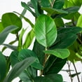thumbnail image 6 of Nearly Natural Audrey Ficus Leaf Artificial Potted Tree - 6', 6 of 9