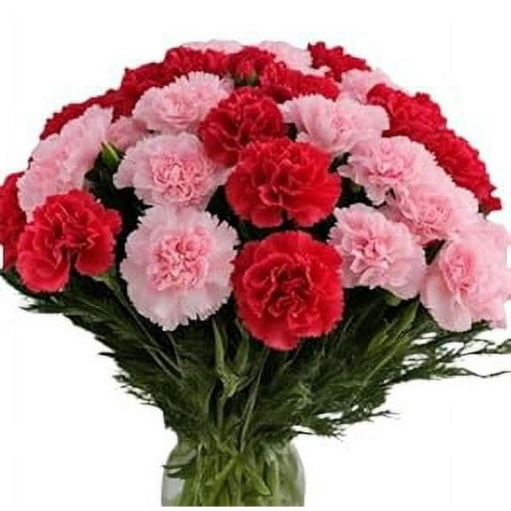 KaBloom : Fall Collections-Bouquet of 24 Red and Pink Carnation without vase