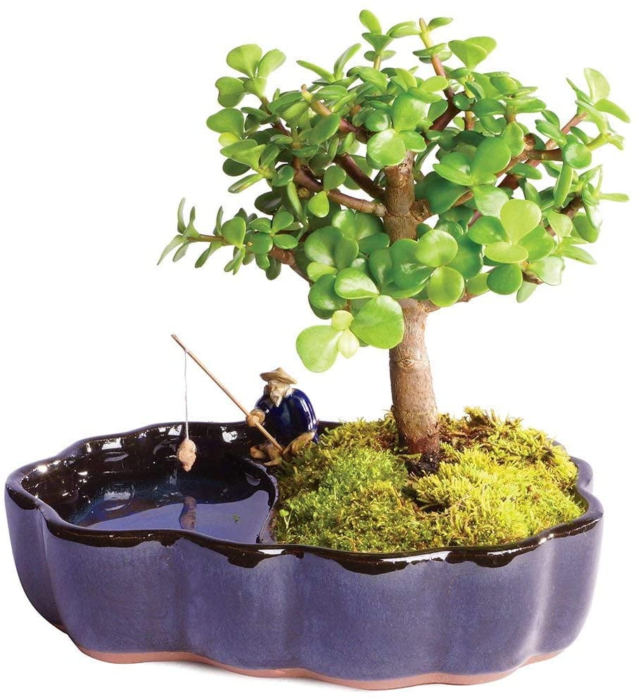 Brussels Bonsai Live Dwarf Jade Indoor Bonsai Tree In Zen Reflections Pot 3 Years Old 8 To 10 Tall Walmart Com Walmart Com