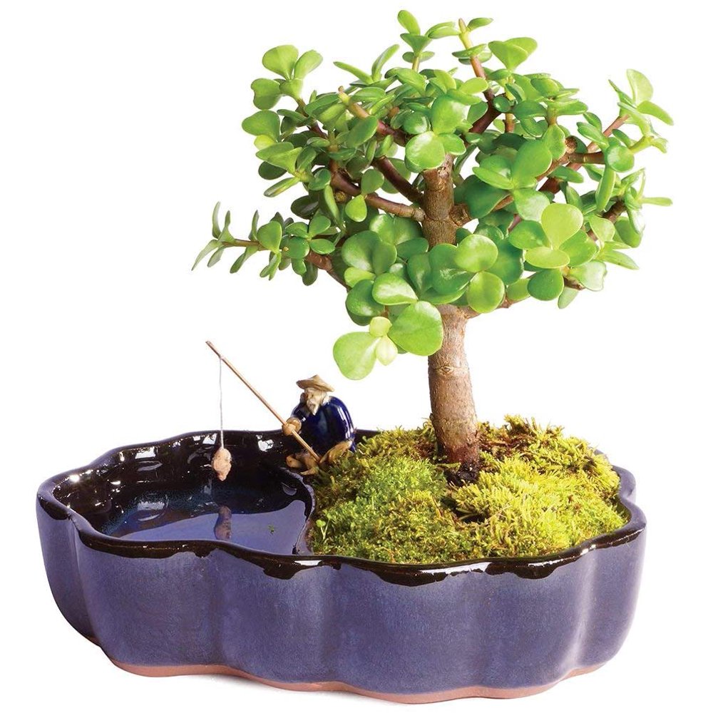 Brussels Bonsai Live Dwarf Jade Indoor Bonsai Tree in Zen Reflections Pot 3 Years Old; 8" to