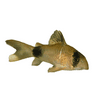 3 Pack Assorted Corydora , Live Fish