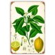 thumbnail image 1 of Letrero de hojalata retro de limón, divertido letrero de pared vintage para decoración de cuevas de hombres, exteriores, granjas, garajes, bares, clubes, cocinas, tamaño: 8 x 12 pulgadas, 1 of 4