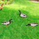 thumbnail image 3 of Estatuas de animales de jardín de adorno de fiesta de juego de patio de acrílico para techo de granero de casa JShteea Libre de BPA, 3 of 5