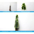 thumbnail image 4 of Dalazy Simulation Noël Mousse Arbre Aquarium Réservoir Décoration Mousse Arbre, 4 of 9