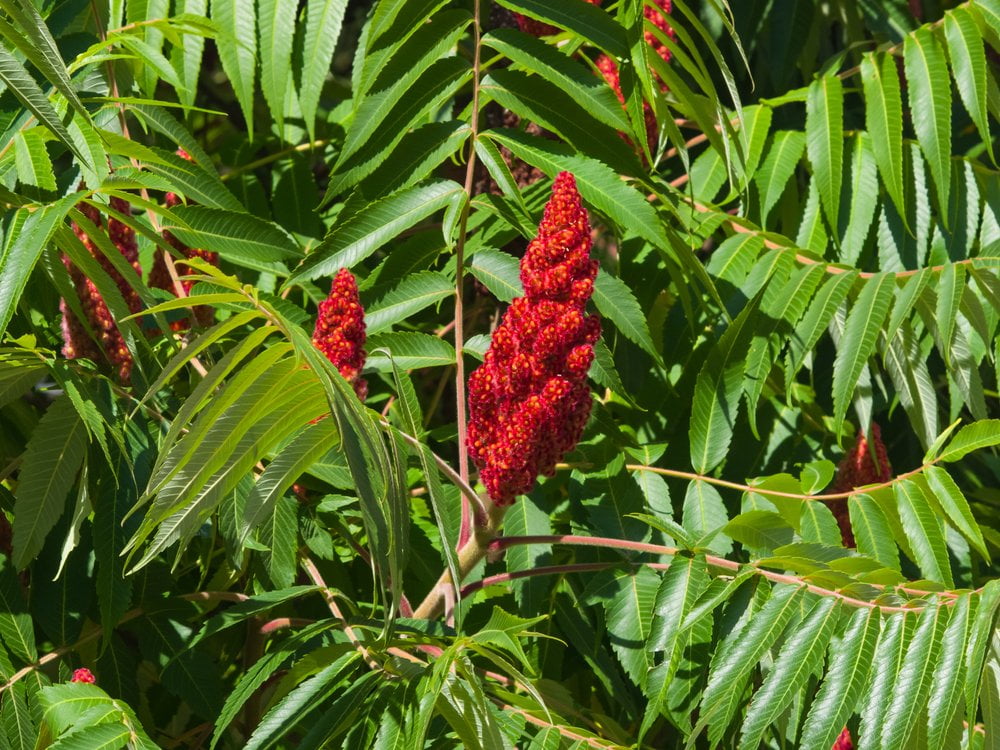Staghorn Sumac Seeds (Rhus typhina) 100 Seeds (1 grams)