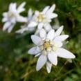 thumbnail image 5 of Outsidepride 10000 Edelweiss Plant Seeds, Drought Tolerant Ground Cover Plant, 5 of 5