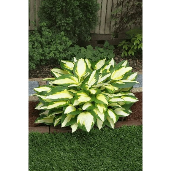 5 Color Festival Hosta Bareroot Plants