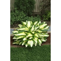 5 Color Festival Hosta Bareroot Plants