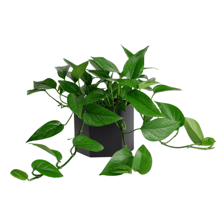 Jade Pothos Live Plant, 3 - 5 Inches Starter Plant, Live Pothos Plant for Home and Office Decor