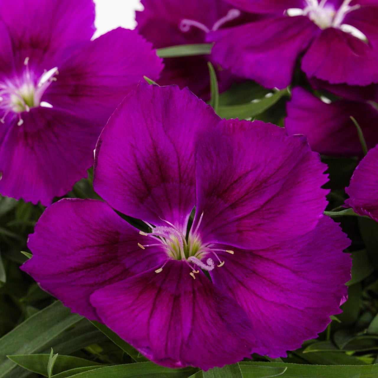Expert Gardener 1PT Purple Dianthus Live Annual Plant Sun 6-Pack