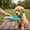 Blue-BU, variant on Travel Pet Water Bottle, Portable Dog Cat Drinking Cup Spill Proof Outdoor Hydration Feeder for Walking Hiking