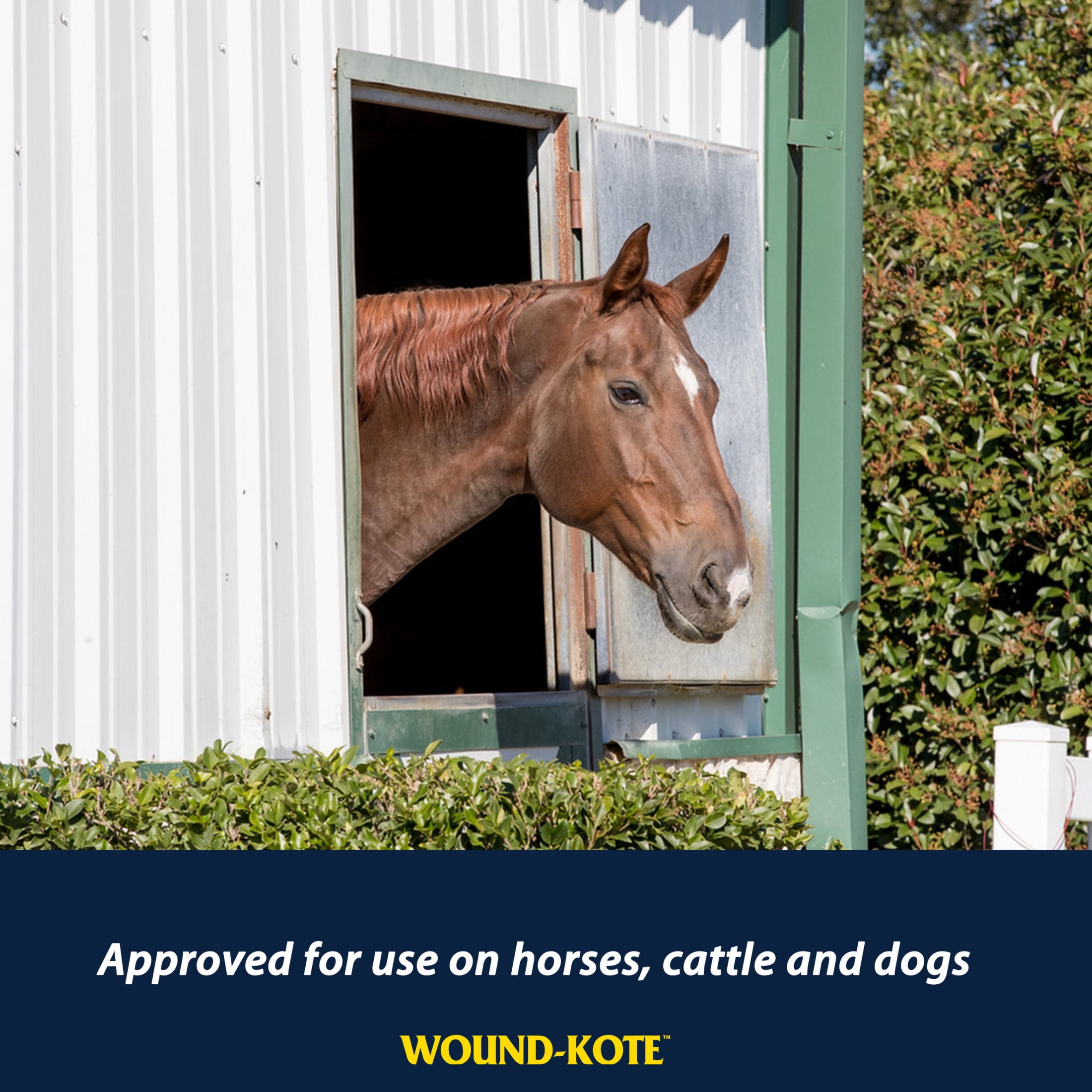 Farnam Wound-Kote Blue Lotion Spray Wound Care Dressing for Use on Horses and Dogs, 7 Ounce