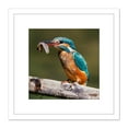 thumbnail image 1 of Dalous Kingfisher Bird Eating Tadpole Nature Photo 8X8 Inch Square Wooden Framed Wall Art Print Picture with Mount, 1 of 4