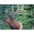 thumbnail image 2 of Fitzharris, Tim 32x25 Gold Ornate Wood Framed with Double Matting Museum Art Print Titled - Elk, 2 of 4