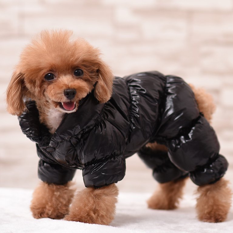 Waterproof Warm Cat Down Jacket for Small Cats Winter Pet Clothes