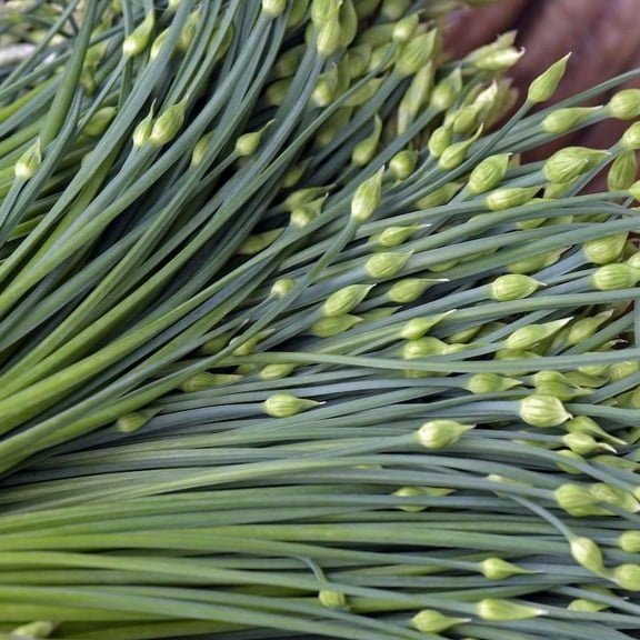 TomorrowSeeds - Chinese Garlic Chives Seeds - 500 Count - For 2025 Planting Jiuchai USA Perennial