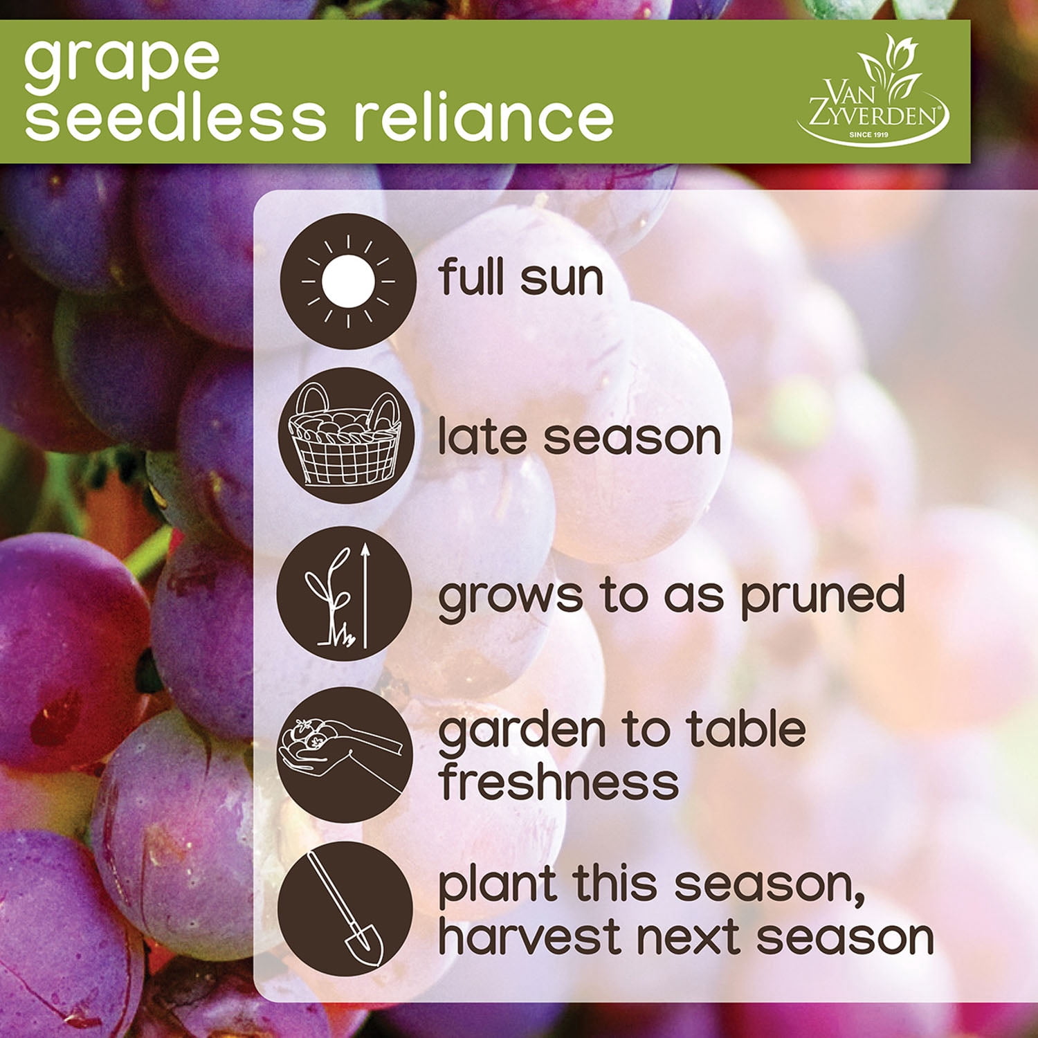 Expert Gardener Grape Collection Seedless (Set of 2 Dormant Bare Roots) Full Sun, Multi-Color, Perennial