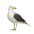 thumbnail image 2 of Herring Gull 3 Years Wall Decal Sticker, Wallmonkeys Peel & Stick Vinyl Graphic (36 in H x 33 in W, 2 of 4