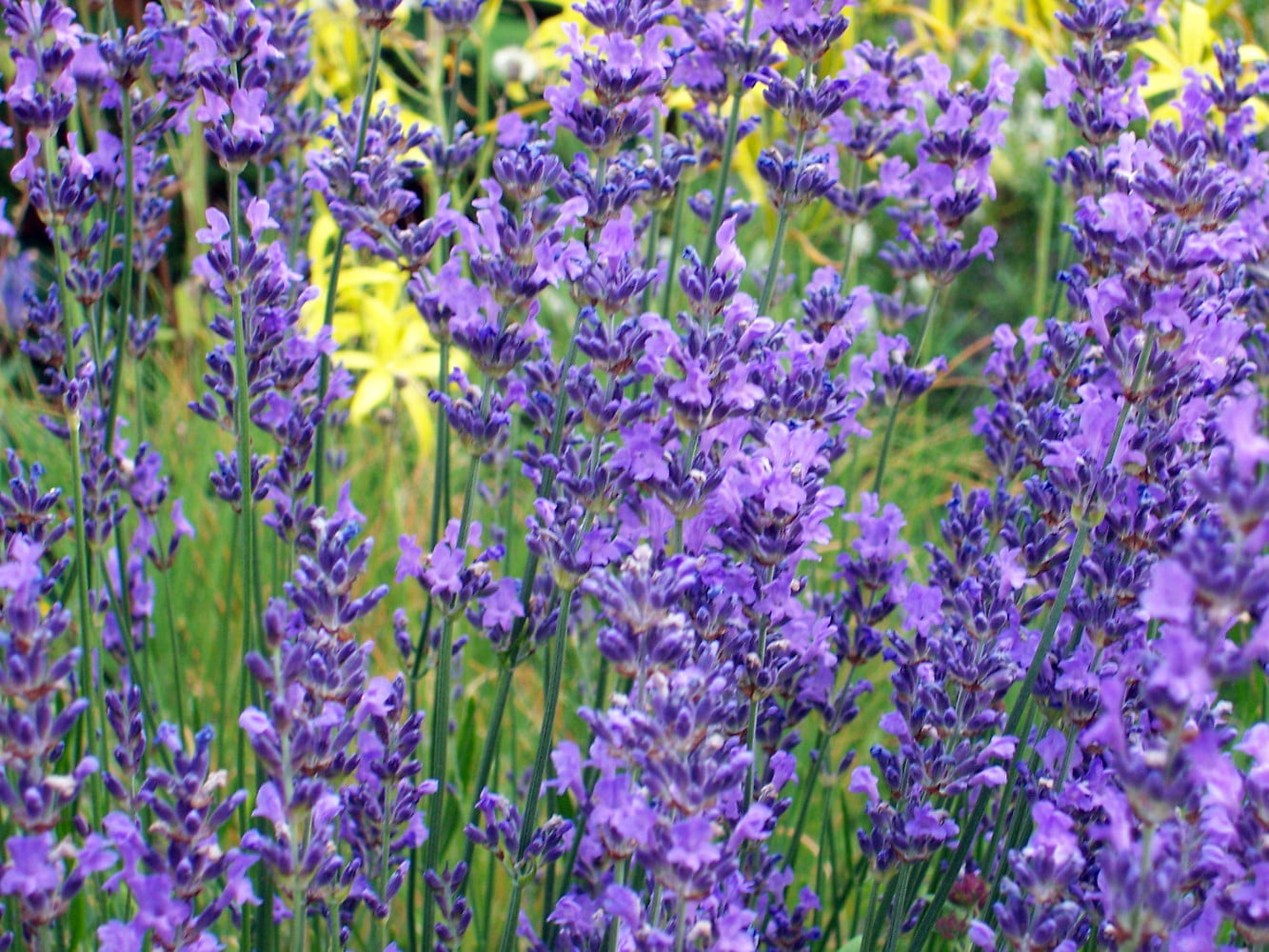 Hidcote Blue Lavender Herb 4 Perennial Plants 2.5" Pots Walmart