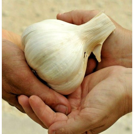 ELEPHANT GARLIC USA GROWN FRESH ORGANIC LARGE JUMBO SIZE CLOVE READY TO GROW 1CLOVE