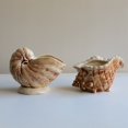 Shell Design Coffee Table Hugtrea Creative Conch Shell Ceramic Mug, Tropical Bar Cocktail Glass ...