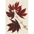 thumbnail image 2 of Stroobant 23x32 White Modern Wood Framed Museum Art Print Titled - Japanese Maple Leaves III, 2 of 4