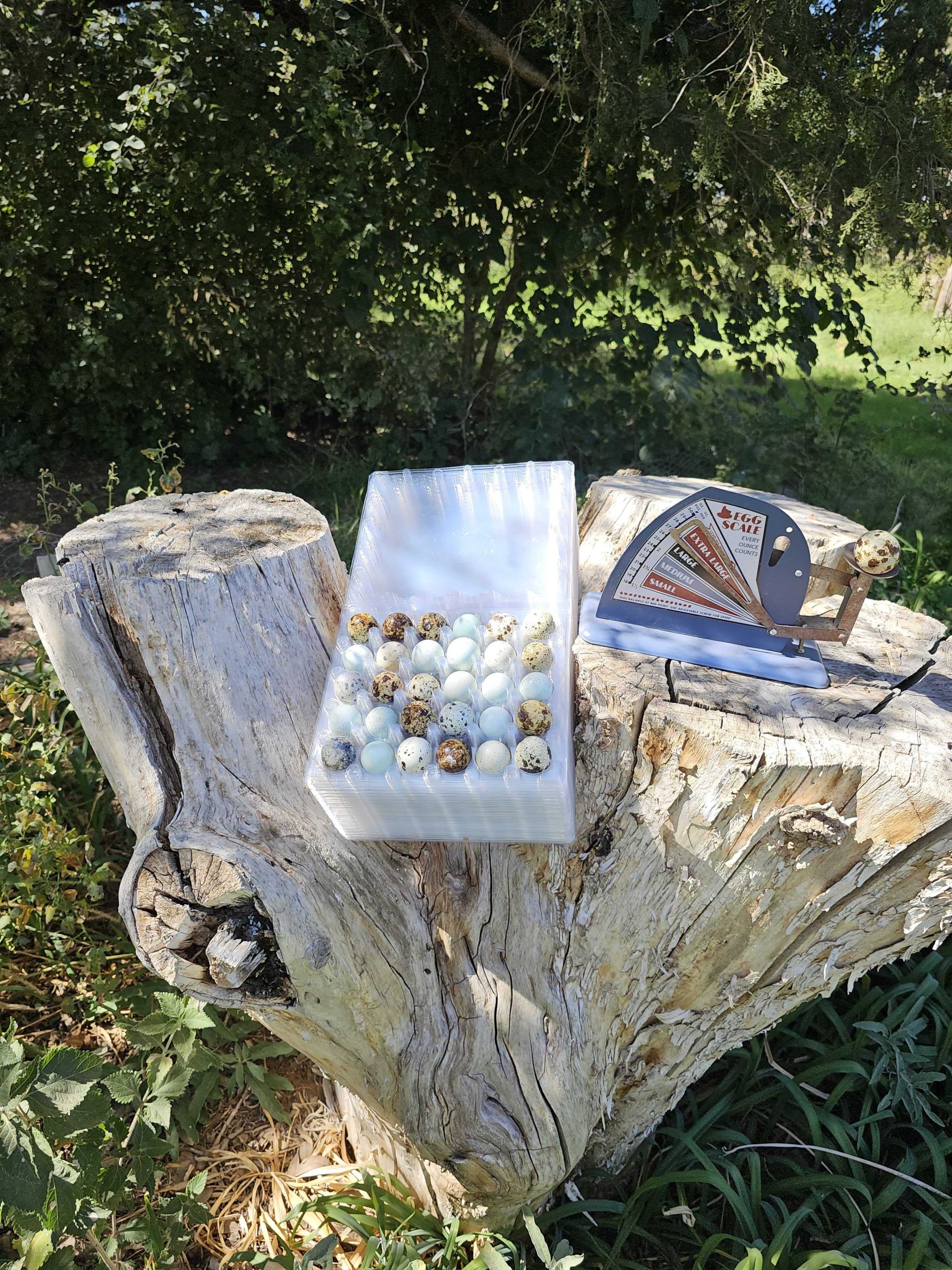 30 hole quail egg cartons for jumbo quail eggs 50 count