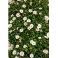 thumbnail image 2 of World's Smallest Daisy -  Bellium - 2.5" Pot - Fairy Garden Plant, 2 of 4