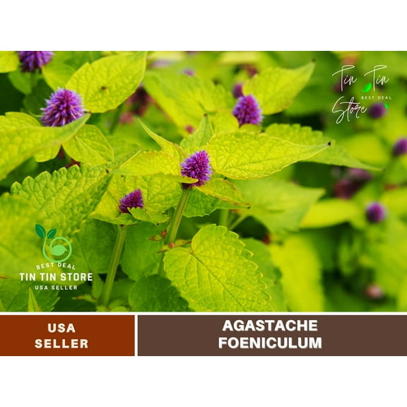 150 SEEDS~Agastache seeds, Foeniculum seeds ~Vegetable seeds~lower seed~no GMO~Vegetable Seeds~ Asian Gardens~Flowers~ B5G1~Melothria
