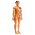 thumbnail image 3 of Modelo de AnatomíA del Cuerpo Humano 3D, Esqueleto de PláStico para NiñOs Juguete de Ayuda para el Aprendizaje Temprano, Juguetes Educativos, 3 of 5