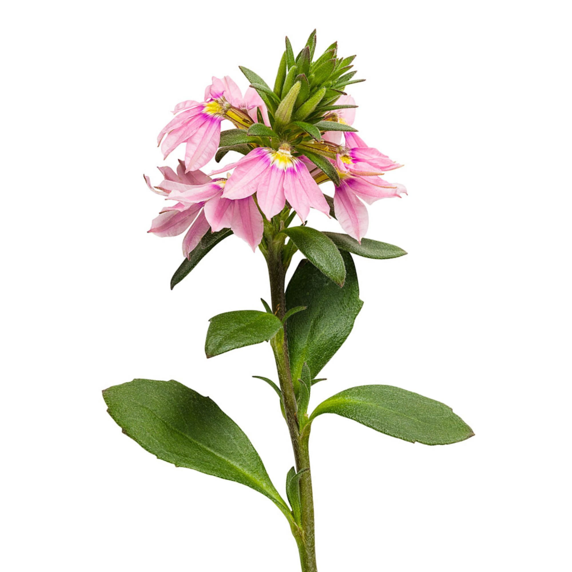 Proven Winners 4" Whirlwind Pink Fan Flower Live Plant in 4.25" Pot (4 Count)
