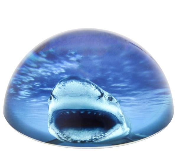 Shark paperweight