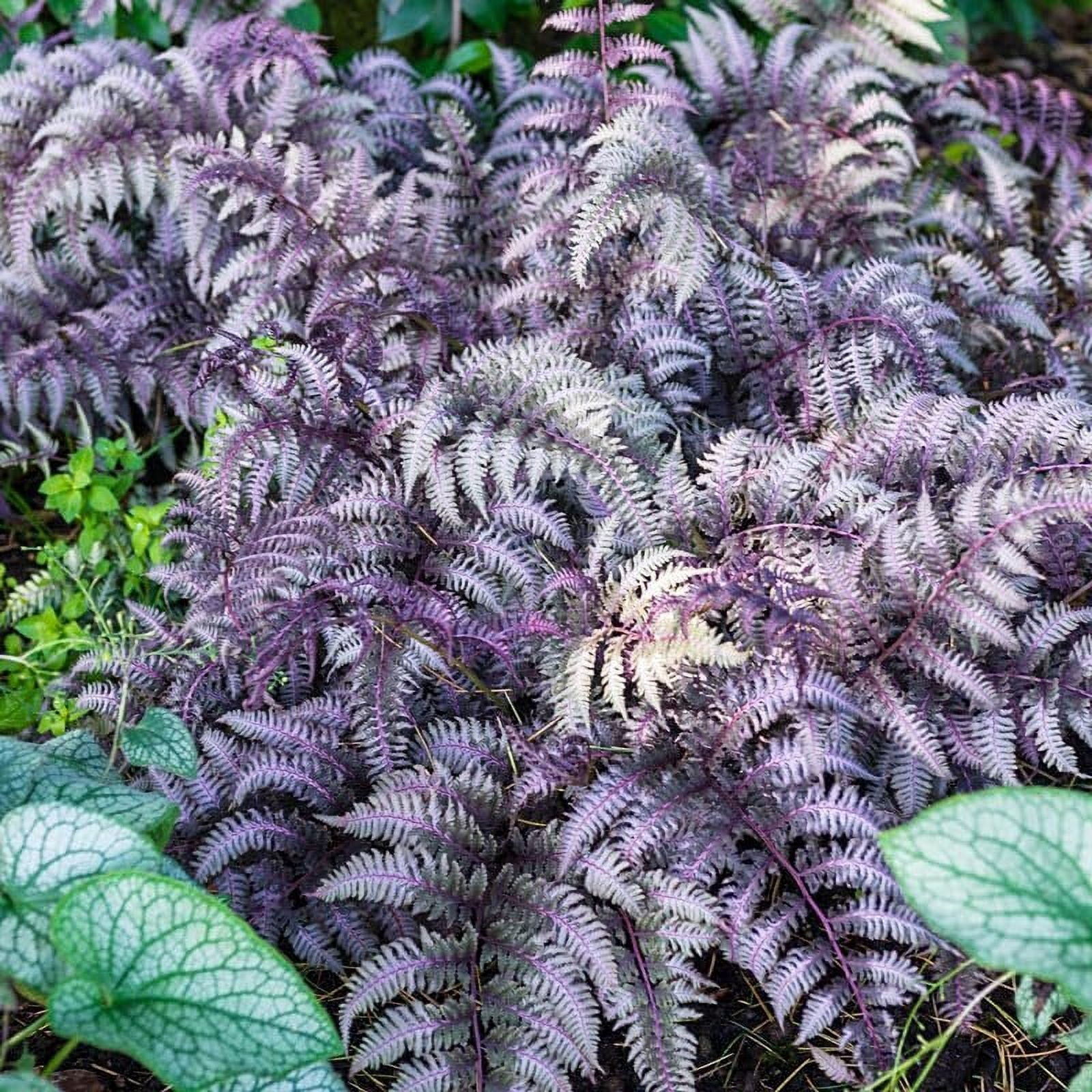 Japanese Painted Fern  3 Live Plants  Athyrium Niponicum  Shade Garden Essential  Lush Foliage Accent