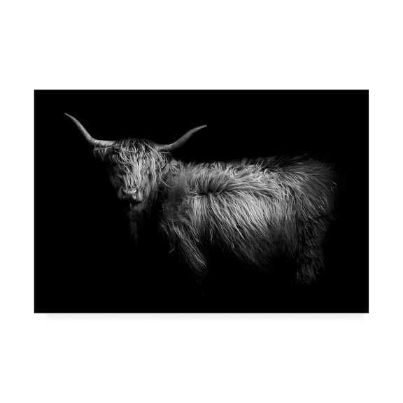 Trademark Fine Art 'Hello Highland Cow' Canvas Art by PhotoINC Studio