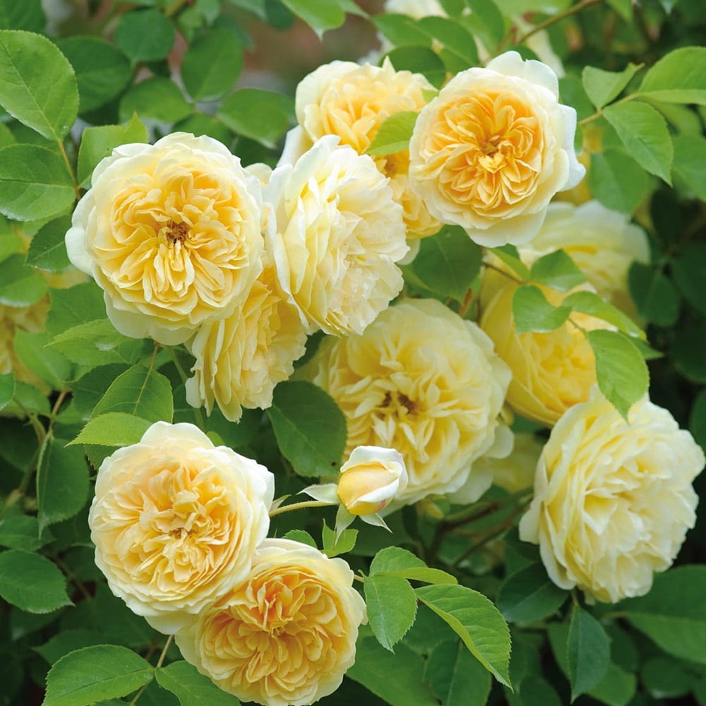 Heirloom Roses Rose Bush - Teasing Georgia™ David Austin , Yellow Live Rose Plant