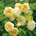 thumbnail image 4 of Heirloom Roses Rose Bush - Teasing Georgia™ David Austin , Yellow Live Rose Plant, 4 of 5
