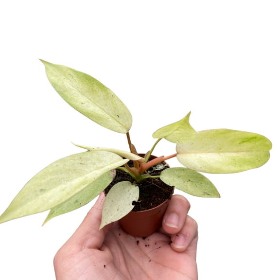 Philodendron 'Snowdrift', 2" Pot, Indoor Houseplant, Easy Care, Live Plant for Indoor & Outdoor