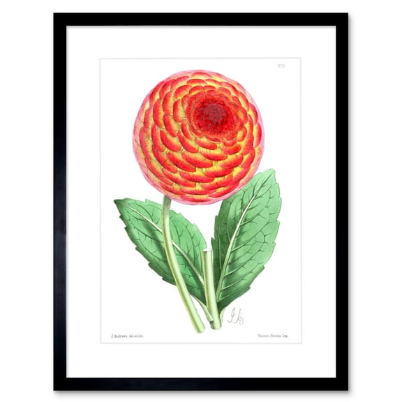 Flower Red Orange Dahlia Art Print Framed Poster Wall Decor 9x7 inch