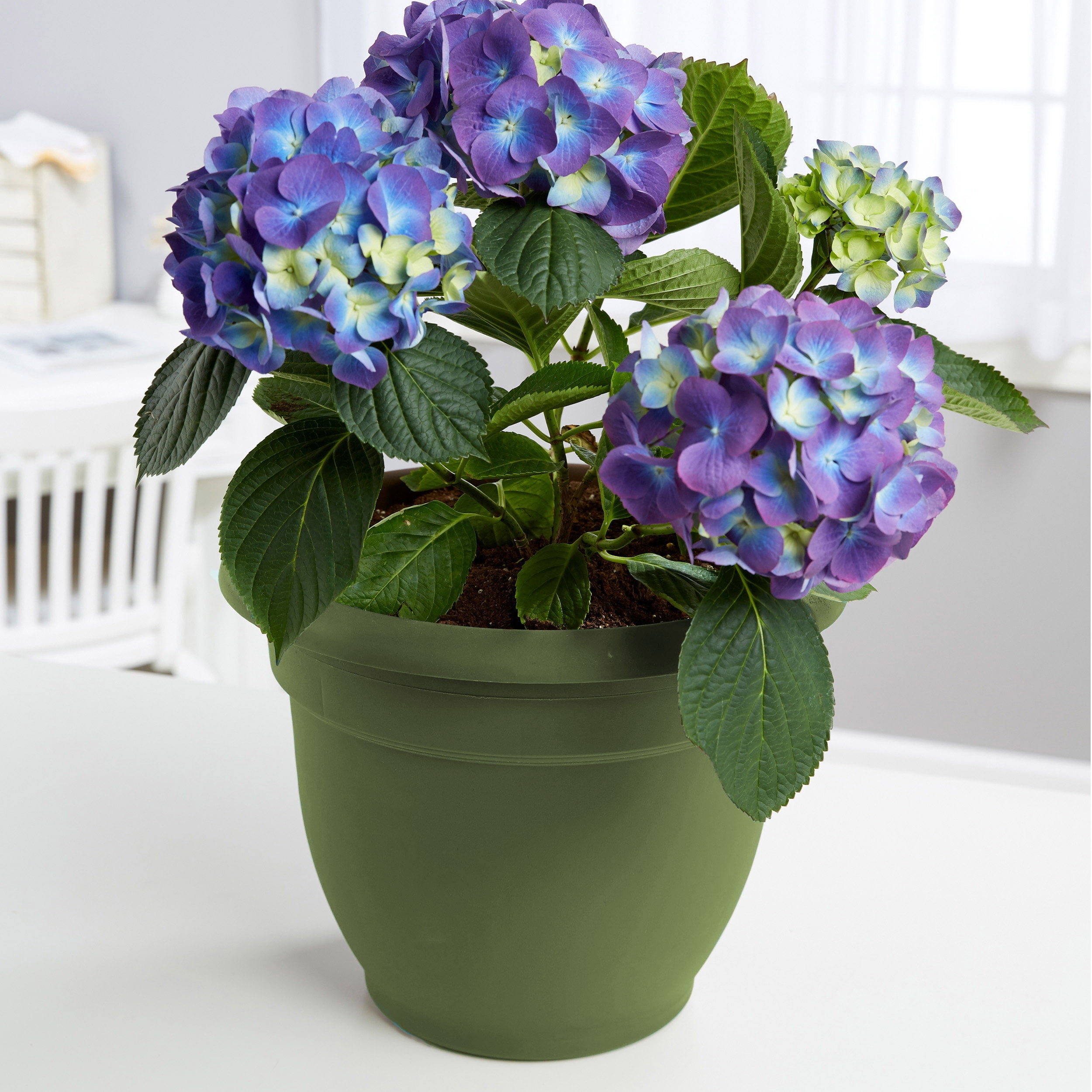 Bloem 10-in Ariana Self Watering Plastic Planter - Living Green