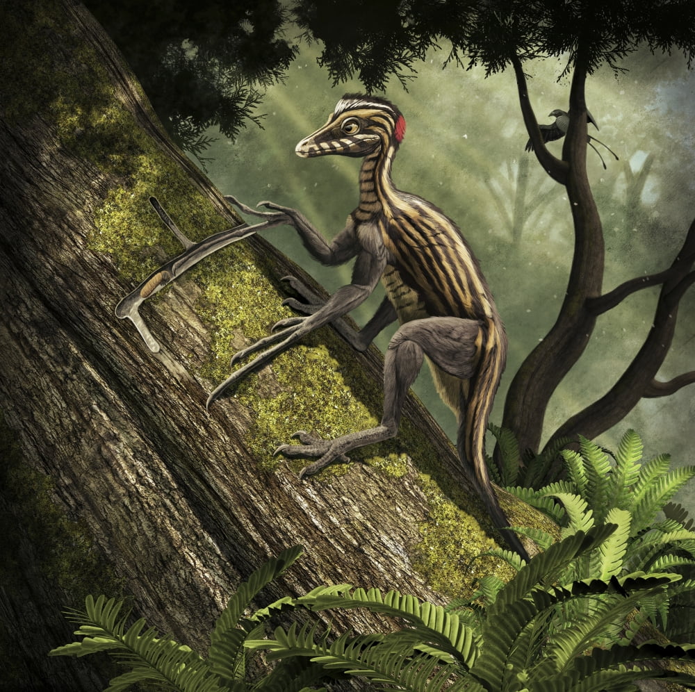 Epidendrosaurus ninchengensis, a tree-dwelling theropod 