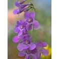 thumbnail image 2 of Fitzharris, Tim 15x18 White Modern Wood Framed Museum Art Print Titled - Sidebells Penstemon III, 2 of 4