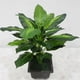 thumbnail image 2 of Fake Plants Artificial Potted Faux Ever Plants Compatible With, 2 of 5