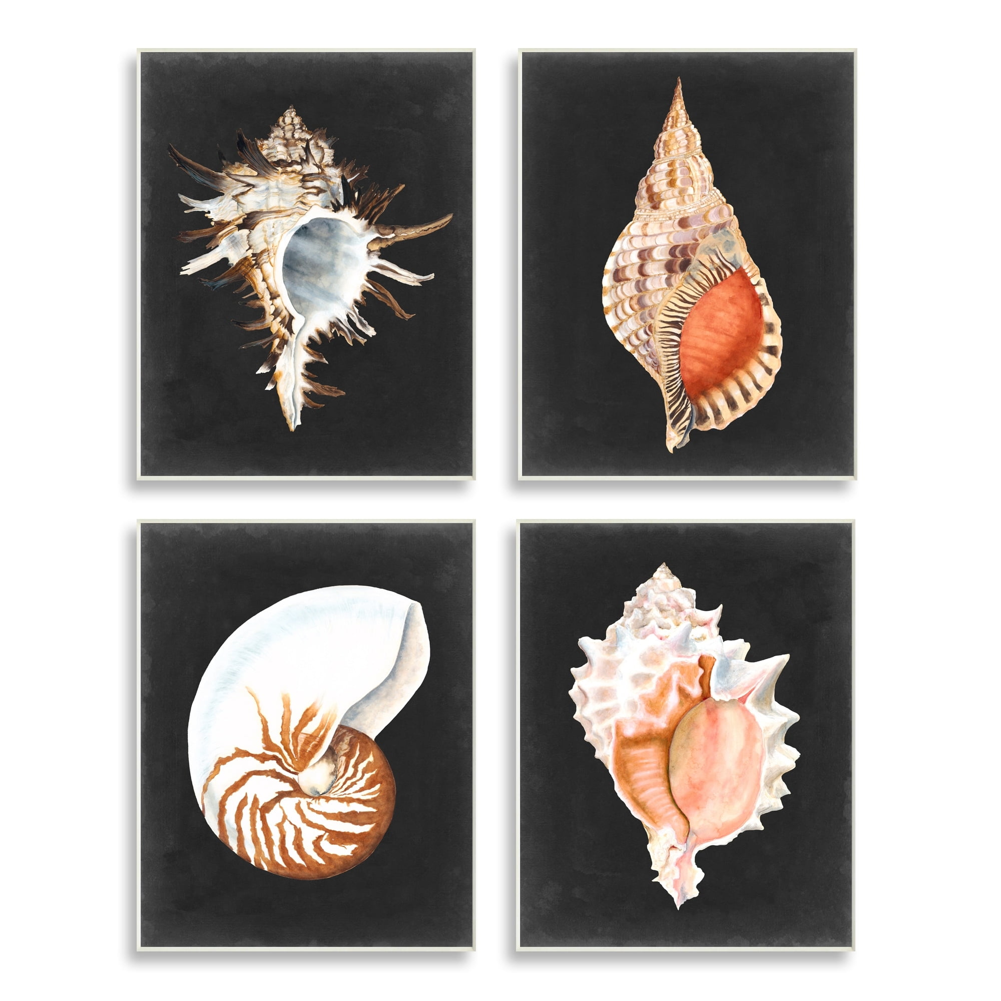 Stupell Industries Sea Shell Clam Conch Collection Realistic Illustration ,10 x 15, Design by Michael Willett